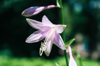 Güzel mor hosta plantaginea çiçek, campanula benzer, bulanık sulu yeşil arka plan karşı. Hemerocallis japonica. Güneşli bir günde çiçek bahçesi