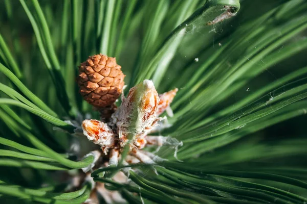 Nahaufnahme von Kiefernknospen und einem kleinen Zapfen zwischen grünen Nadeln. Makro der schönen Äste eines immergrünen Baumes an einem majestätischen Wintertag. Selektiver Fokus — Stockfoto
