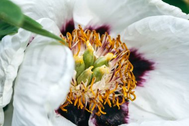 Sarı yeşil orta ve yeşil yaprakları ile büyük bir beyaz mor şakayık yakından görünümü. Seçici odaklama