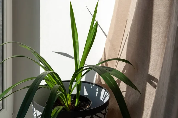 Een groene kamerplant in een zwart-witte bloempot staat op een vensterbank bij het raam op een zonnige dag naast een beige linnen gordijn — Stockfoto