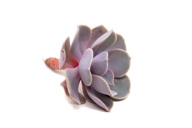 Echeveria Lilacina 'nın yakın plan görüntüsü gölgeli beyaz arka planda izole edildi. Hayalet Echeveria, Crassulaceae familyasına ait sulu bir bitki türü.