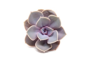 Closeup top view on Echeveria lilacina isolated on white background without a shadow. Ghost Echeveria is a species of succulent plants belonging to the family Crassulaceae clipart