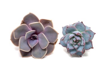Bir Echeveria 'ya ait iki fotoğraf seti: Lilacina ve Derenbergii, beyaz arka planda gölgeli izole edilmiş. Crassulaceae ailesine ait sulu bitkiler.