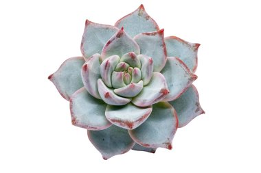 Echeveria Derenbergii 'nin üst görüntüsü gölgesiz beyaz arka planda izole edildi. Ebedi yeşil sulu, Crassulaceae familyasından bir bitki türüdür.