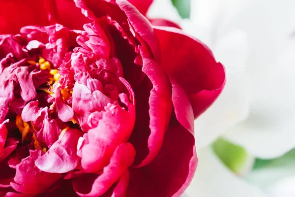 Vista da vicino di una lussureggiante peonia rosa brillante su uno sfondo sfocato in una piacevole tinta. Bellissimo fiore come regalo per la vacanza. Profumo di fiori delicati. Vista dall'alto con spazio di copia — Foto Stock