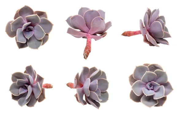 Set van zes foto 's van een Echeveria lilacina geïsoleerd op witte achtergrond zonder schaduw. Ghost Echeveria is een plant uit de familie "Crassulaceae". — Stockfoto