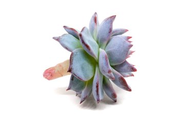 Echeveria Derenbergii 'nin beyaz arka planda gölgeli bir görüntüsü var. Ebedi yeşil sulu, Crassulaceae familyasından bir bitki türüdür.