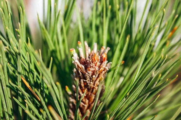 Closeup view of pine buds among green needles under the warm setting sun. Macro of beautiful branches of an evergreen tree on a majestic winter day. Selective focus — ストック写真