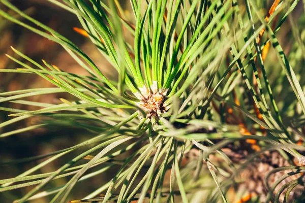 Närbild av tallknoppar bland gröna nålar under den varma nedgående solen. Makro av vackra grenar av ett vintergrönt träd en majestätisk vinterdag. Selektiv inriktning — Stockfoto