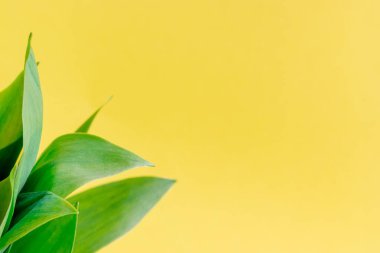 Nilüfer çiçeğinin yeşil yaprakları. Parlak sarı bir zemin üzerinde. Kopya alanı var. Afiş, reklam, sosyal ağ ve blog için yeşil yapraklı parlak doğal bir arka plan. Seçici odak