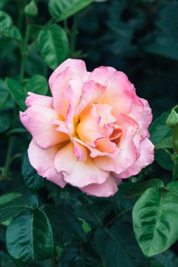 Bahçedeki koyu yeşil yaprakların bulanık arka planına karşı pembe gül çiçeği. Dikey fotoğraf