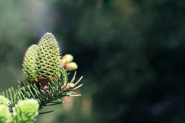 Krásná Zelená Smrková Větev Mladými Kužely Makro Jehličnatého Věčně Zeleného — Stock fotografie