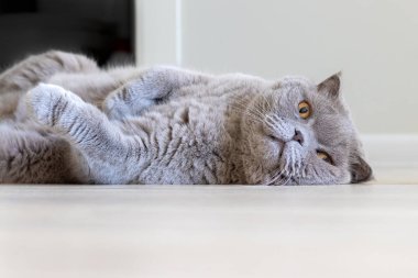Turuncu gözlü gri İskoç kedisi yerde yatar. Seçici odaklanma. Yakın görünüm