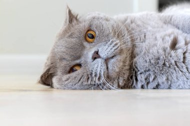 Turuncu gözlü gri İskoç kedisi yerde yatar. Seçici odaklanma. Yakın görünüm