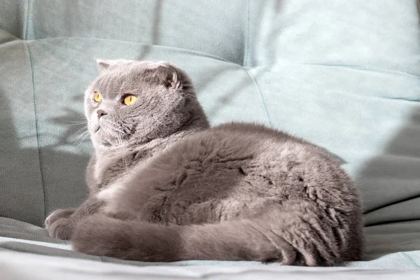 Chat Écossais Gris Pliant Aux Yeux Orange Sur Canapé Vert — Photo