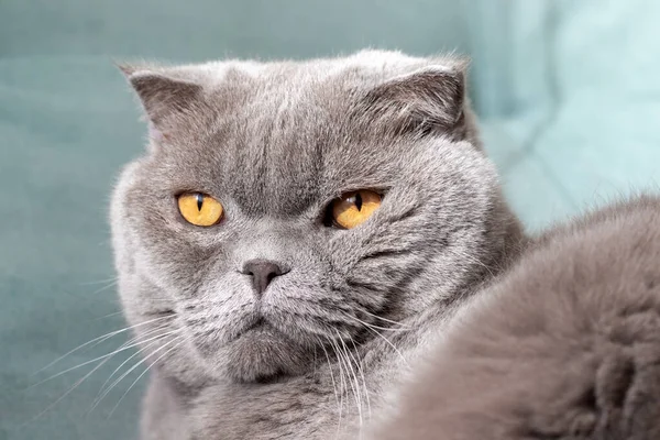 灰色的苏格兰式折叠猫 橙色的眼睛在柔软的绿色沙发上 从窗户接受阳光 有选择的重点 — 图库照片