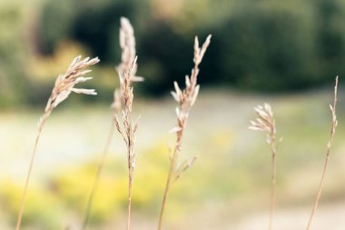 Güzel dikenler ve kurumuş bitkiler bulanık bir arka plana karşı. Seçici odaklanma. Yakın görünüm