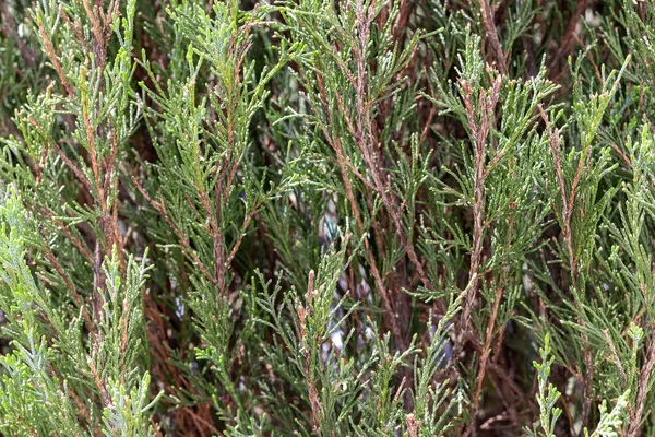 Задня Частина Гілок Вічнозеленої Деревної Кипарису Cupressus Sempervirens Mediterranean Cypress — стокове фото