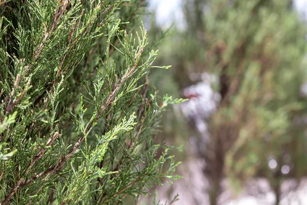 Her Zaman Yeşil Olan Ağaç Selvi Ağacının Arka Planında Cupressus — Stok fotoğraf