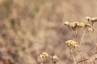 Kurumuş güzel bitkiler, bulanık bir arka plan karşısında çiçekler. Seçici odaklanma. Kopyalama alanı ile yakın görünüm