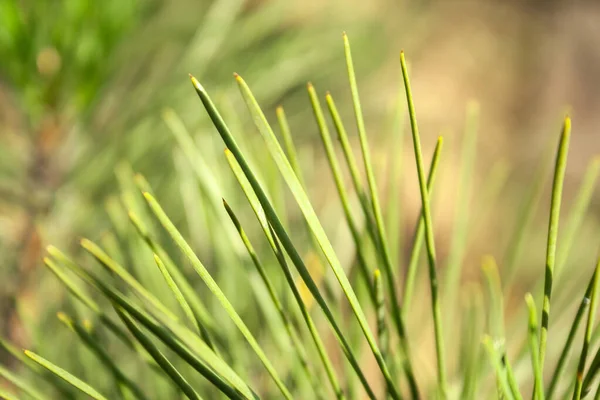 暖かい晴れた日に松の木の美しいぼやけた緑の針 常緑樹の枝のマクロな背景色 選択的フォーカス クローズアップビュー — ストック写真