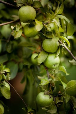 Ağaçtaki yeşil elma
