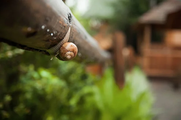 Damlacık ve salyangoz yağmurdan sonra yaprak üzerinde.