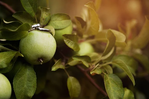 İki yeşil elma Nişan halkaları yakın çekim