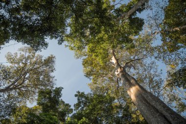 Dev yağmur ormanı ağaç, Tayland bagajında alttan görünüm.