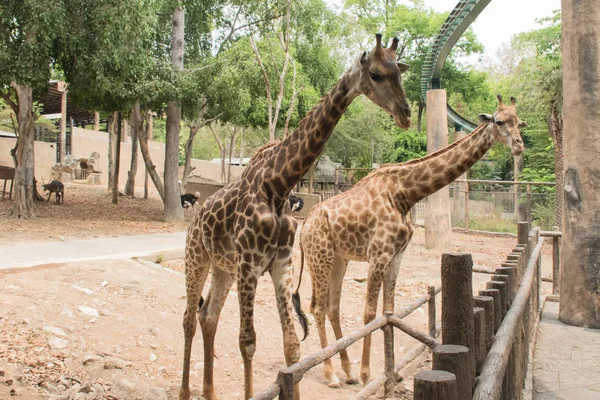 Cute giraffes walking in zoo.