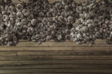 Ahşap plakalar üzerinde asılı hasat sarımsak demetleri.