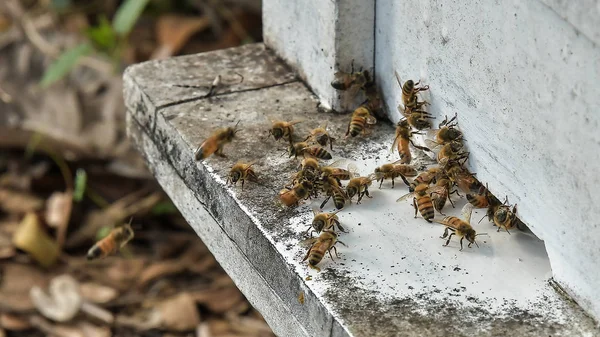 Μέλισσες Που Φέρουν Πίσω Στην Ομάδα Μετά Την Περίοδο Συγκομιδής — Φωτογραφία Αρχείου