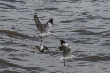 Vahşi martılar denizde av.