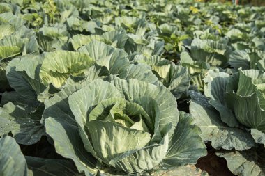 Görünüm alanının taze büyüyen lahana, Tayland.