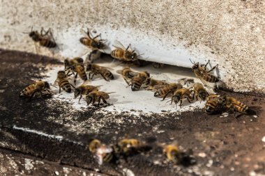 Arı kovanında geri hasat döneminden sonra Tayland uçan görünümü Kapat.