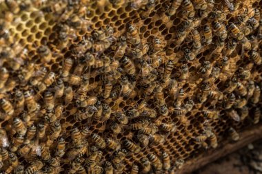 Taze bal tarak ve çalışma arılar.