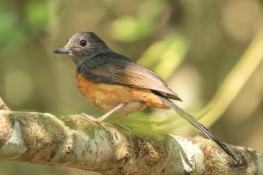 Tayland beyaz butlu köstebek.