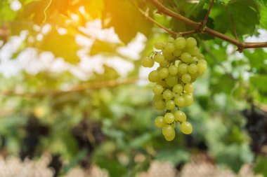 Beyaz şarap üzüm asma yeşil yaprakları ile asılı büyük demet.