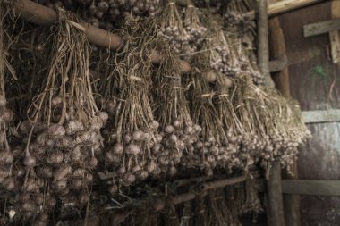 Kırsal Kuzey Tayland'da sarımsak demetleri.
