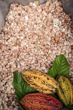 Food composition of cocoa Beans and Cocoa Fruits. clipart