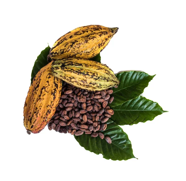 Food Composition Cocoa Beans Cocoa Fruits White Background — Stock Photo, Image