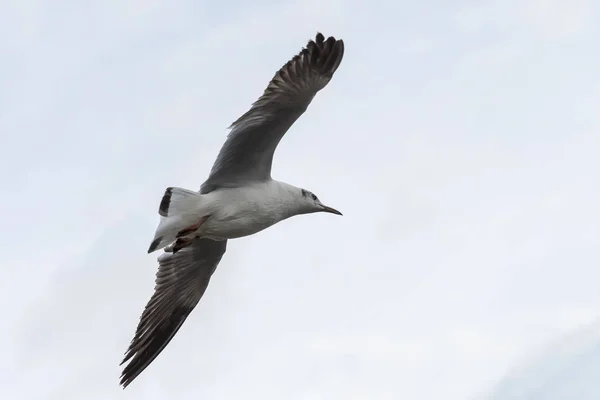 Vista Próxima Gaivota Voando Contra Fundo Céu Nublado — Fotografia de Stock