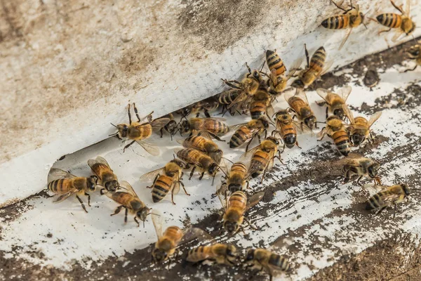 Bees in hive after harvest period, Thailand.