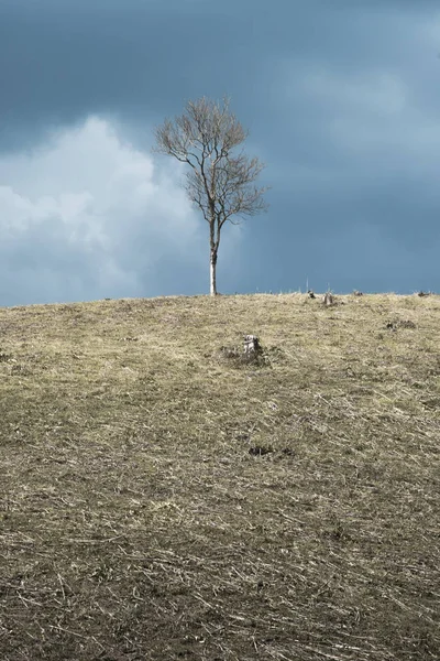 Bahar Manzara Karşı Bulutlu Gökyüzü Tepe Üzerinde Ölü Ağaç Manzaralı — Stok fotoğraf