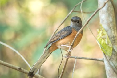 Tayland beyaz butlu köstebek.