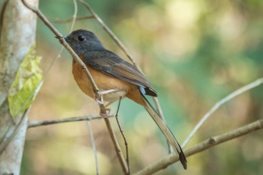 Dalda bahar başında oturan büyük baştankara kuş.