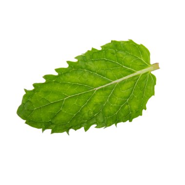 Beyaz arkaplanda izole edilmiş nane yaprağı