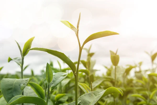 Zielona Herbata Pąków Świeżych Liści Herbaty Plantacji — Zdjęcie stockowe