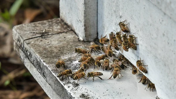 Bees in hive after harvest period, Thailand.