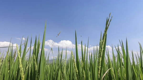 緑の芝生と青い空クリア スプリング フィールド — ストック写真